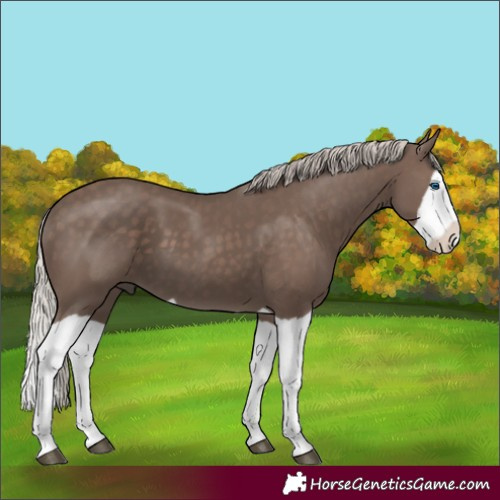 Horse Color:Silver Black Splash