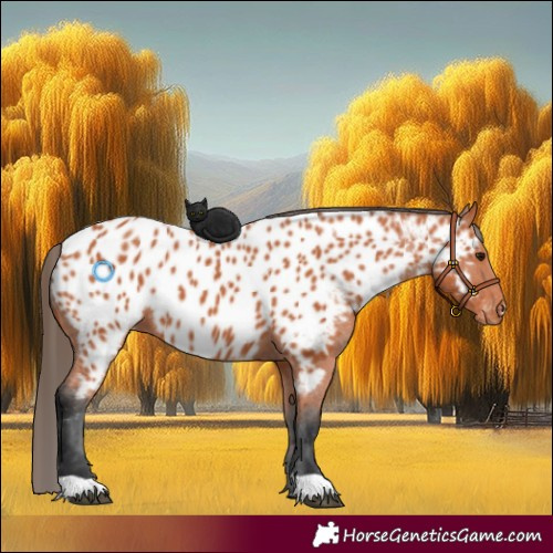 Horse Color:Bay Appaloosa