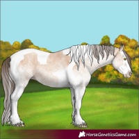 Horse Color:White Spotted Amber Champagne Splash Tobiano 
