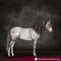 Horse Color:White Spotted Bay Roan Frame 