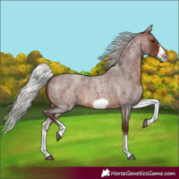 Horse Color:White Spotted Silver Brown Roan Frame 