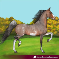 Horse Color:White Spotted Bay Roan Frame 