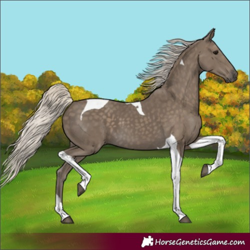 Horse Color:Silver Smoky Black Tobiano 