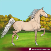 Horse Color:Silver Classic Champagne Dun 
