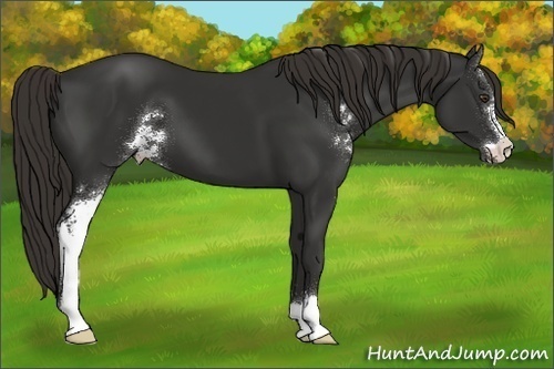 Horse Color:Liver Chestnut Sabino 
