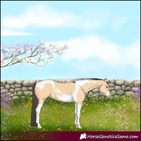 Horse Color:Buckskin Tobiano Frame 