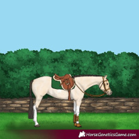 Horse Color:Buckskin Roan Tobiano 