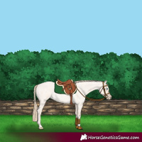 Horse Color:Perlino Roan 