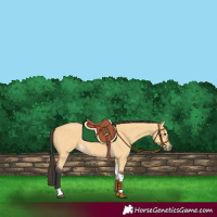 Horse Color:Buckskin Tobiano 