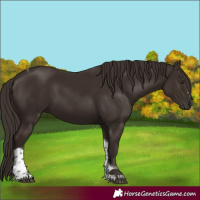 Horse Color:Liver Chestnut Tobiano