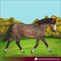 Horse Color:Brown Rabicano  and Brown Dun Rabicano 