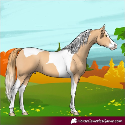 Horse Color:Gold Champagne Splash Tobiano 