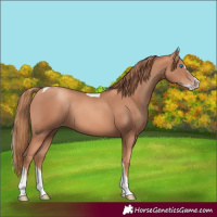 Horse Color:Gold Champagne Splash Tobiano
