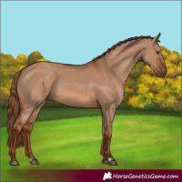 Horse Color:Red Dun 