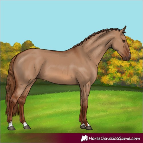 Horse Color:Red Dun 