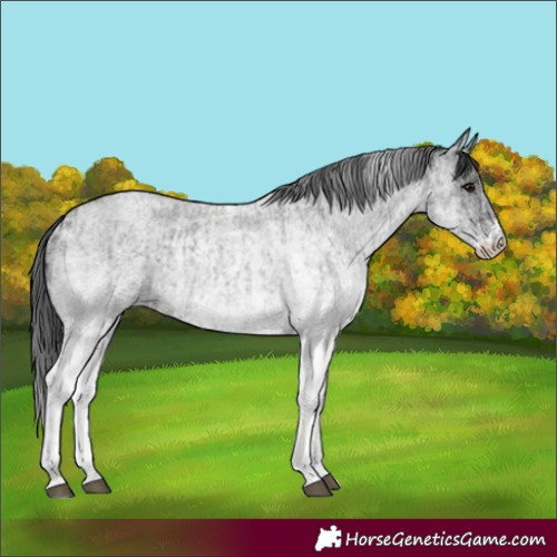 Horse Color:White Spotted Blue Roan Rabicano  and White Spotted Blue Roan Rabicano 
