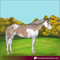 Horse Color:Silver Black Splash Appaloosa 