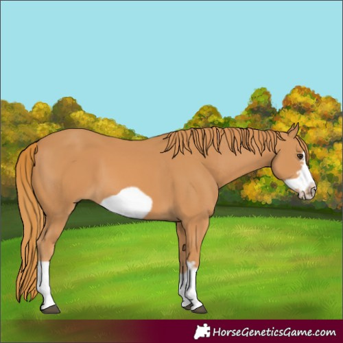 Horse Color:Chestnut Frame 