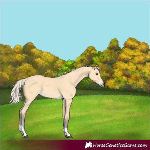 Horse Color:Silver Buckskin Dun Tobiano 