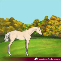 Horse Color:Silver Buckskin Dun Tobiano 