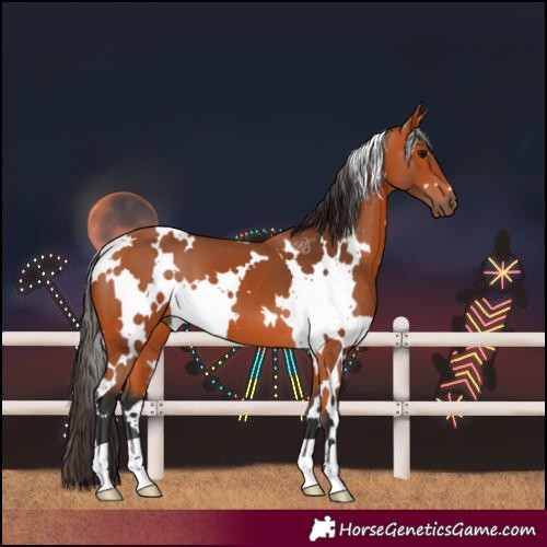 Horse Color:White Spotted Bay 