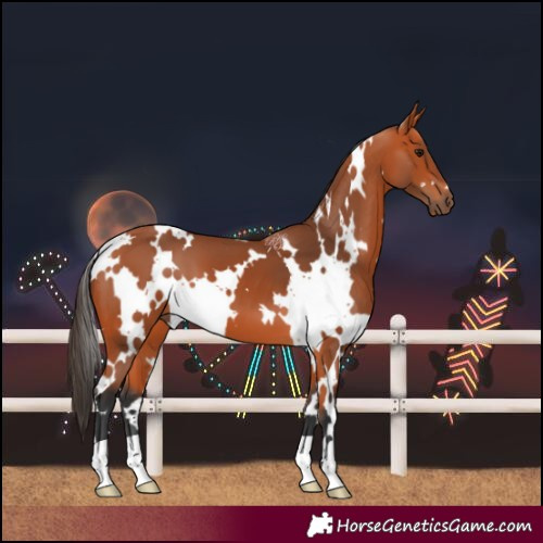 Horse Color:White Spotted Bay 