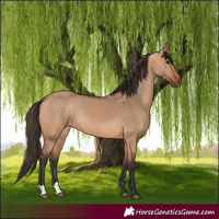 Horse Color:Bay Dun