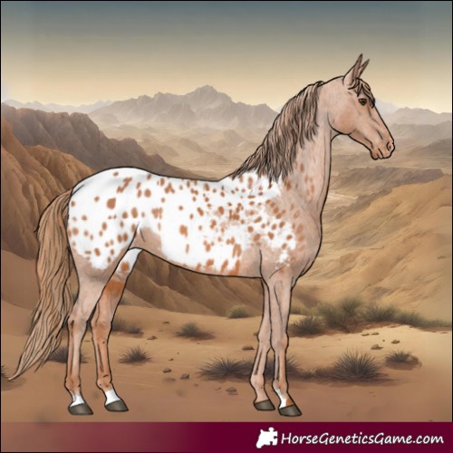 Horse Color:Chestnut Appaloosa Rabicano 