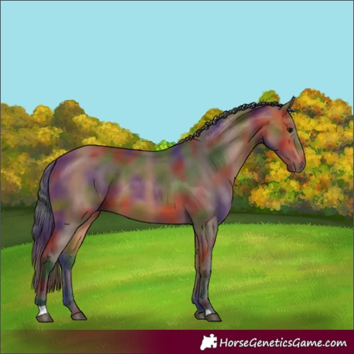 Horse Color:Nacre Bay 
