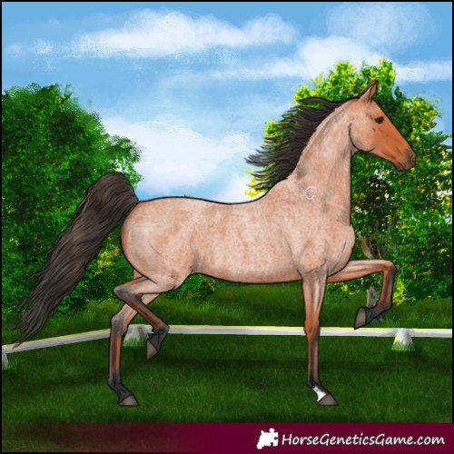 Horse Color:Bay Roan 