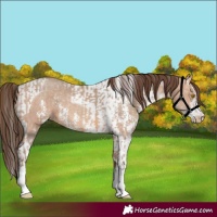 Horse Color:Amber Champagne Sabino Tobiano Appaloosa  and Amber Champagne Sabino Tobiano Appaloosa 