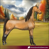 Horse Color:Buckskin 