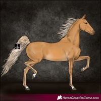 Horse Color:Palomino