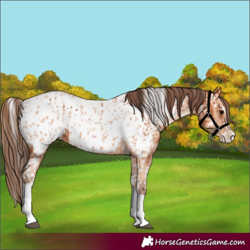Horse Color:Bay Splash Tobiano Appaloosa  and Amber Champagne Splash Tobiano Appaloosa 