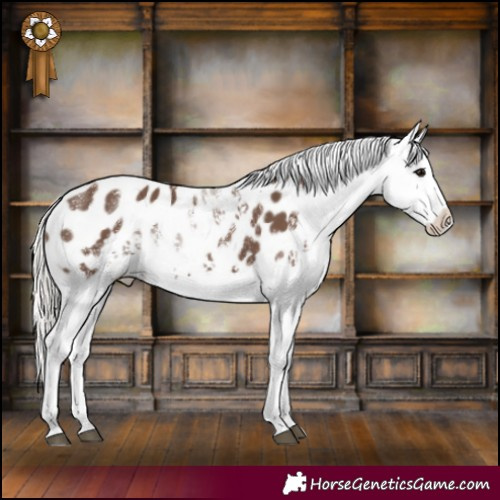 Horse Color:Powder White White Spotted Silver Black Appaloosa 