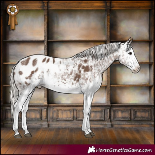 Horse Color:Powder White White Spotted Silver Black Appaloosa 