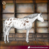 Horse Color:Powder White White Spotted Silver Black Blanket 
