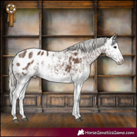 Horse Color:Powder White White Spotted Silver Black Appaloosa