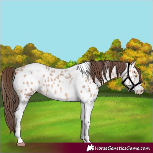 Horse Color:Amber Champagne Sabino Tobiano Appaloosa  and Amber Champagne Sabino Tobiano Appaloosa 