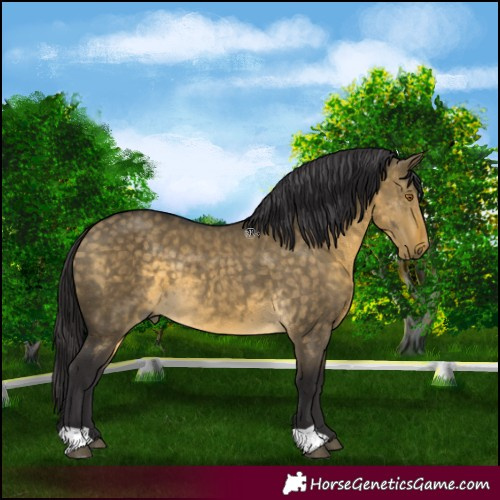 Horse Color:Buckskin Dun 