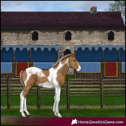 Horse Color:Chocolate Palomino Dun Tobiano Frame 