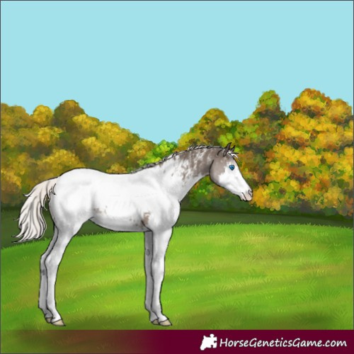 Horse Color:Powder White Silver Black Splash Appaloosa 