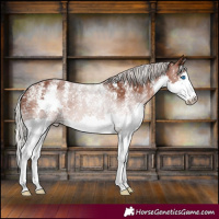 Horse Color:Powder White Silver Black Splash Appaloosa 