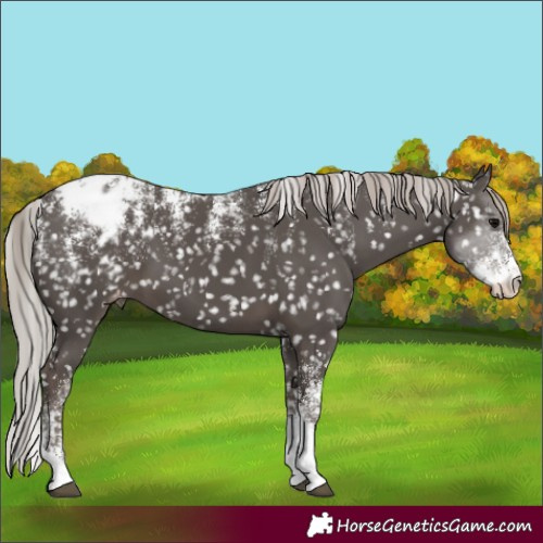 Horse Color:Powder White Silver Black Appaloosa 