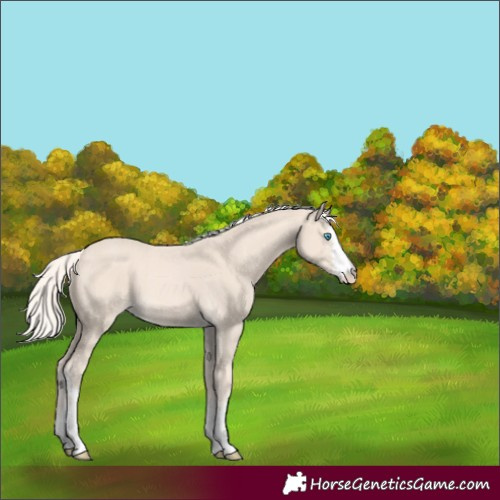 Horse Color:Cremello Sabino 