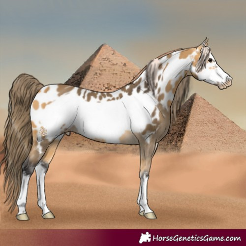 Horse Color:Buckskin Sabino Frame Near Leopard 