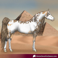 Horse Color:Buckskin Sabino Frame Near Leopard 