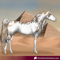 Horse Color:Buckskin Sabino Frame Appaloosa 