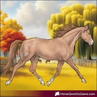 Horse Color:Gold Champagne Sabino