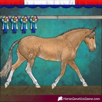 Horse Color:Palomino Sabino